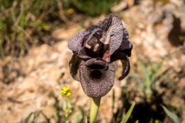 Al-Arz;Iris;Iris-Cedreti;Kaleidos;Kaleidos-images;Lebanon;Middle-East;Near-East;Proche-Orient;Tarek-Charara;Flowers;Endemic;Endangered-species;Endemic-species;Critically-endangered;Critically-endangered-species